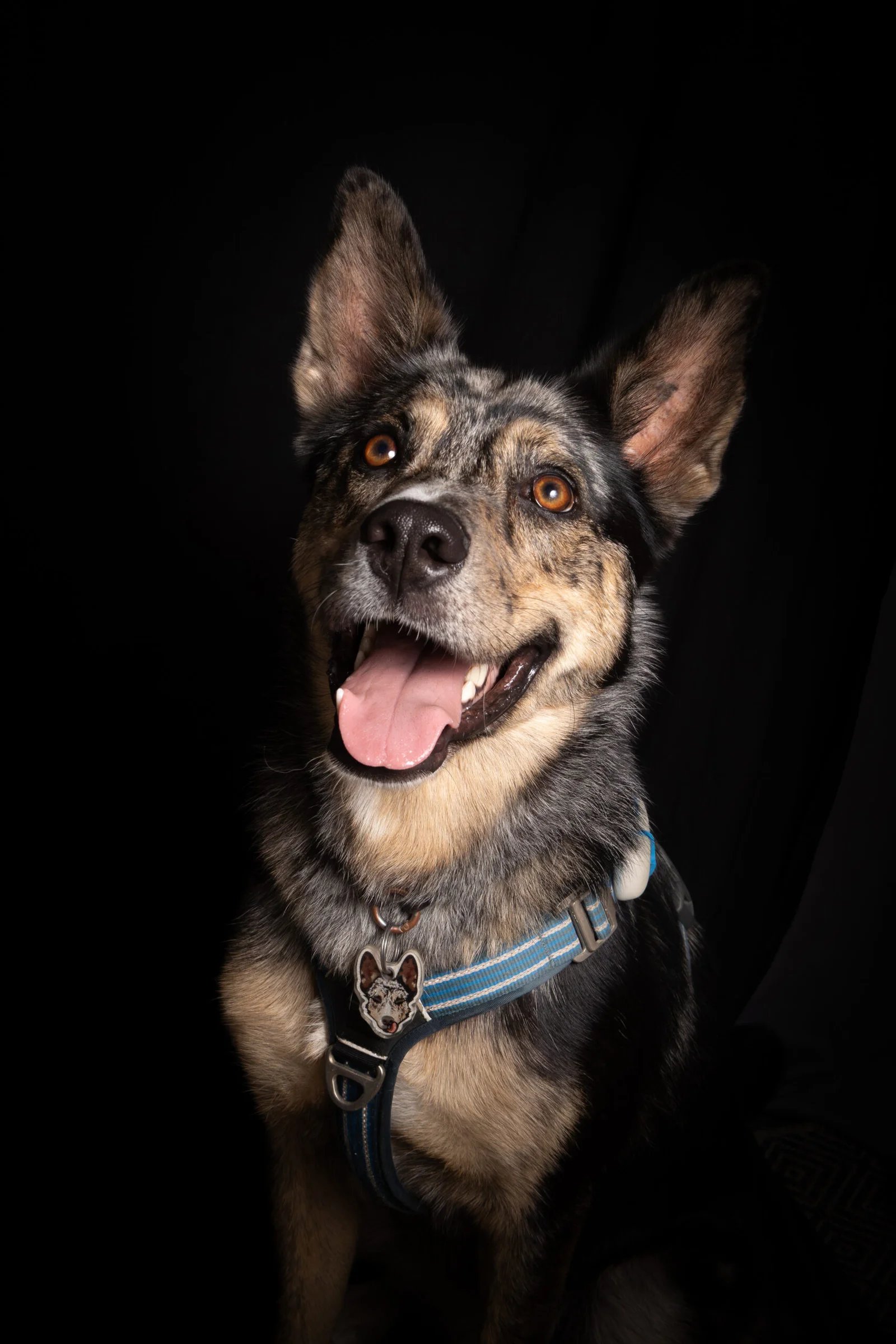 Chien gardé chez un hôte professionnel Cani Paradis