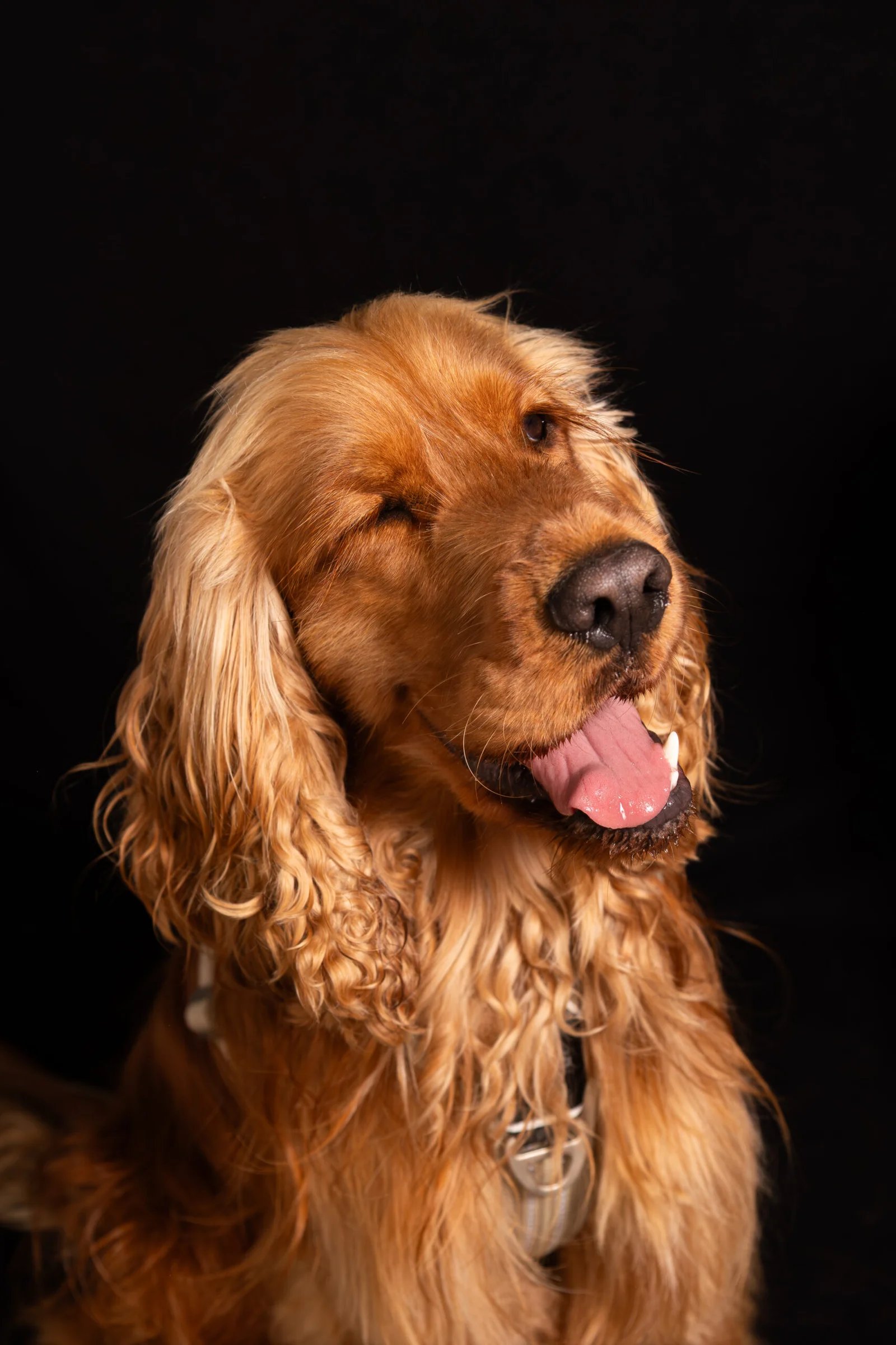 Chien gardé chez une famille d'accueil Cani Paradis
