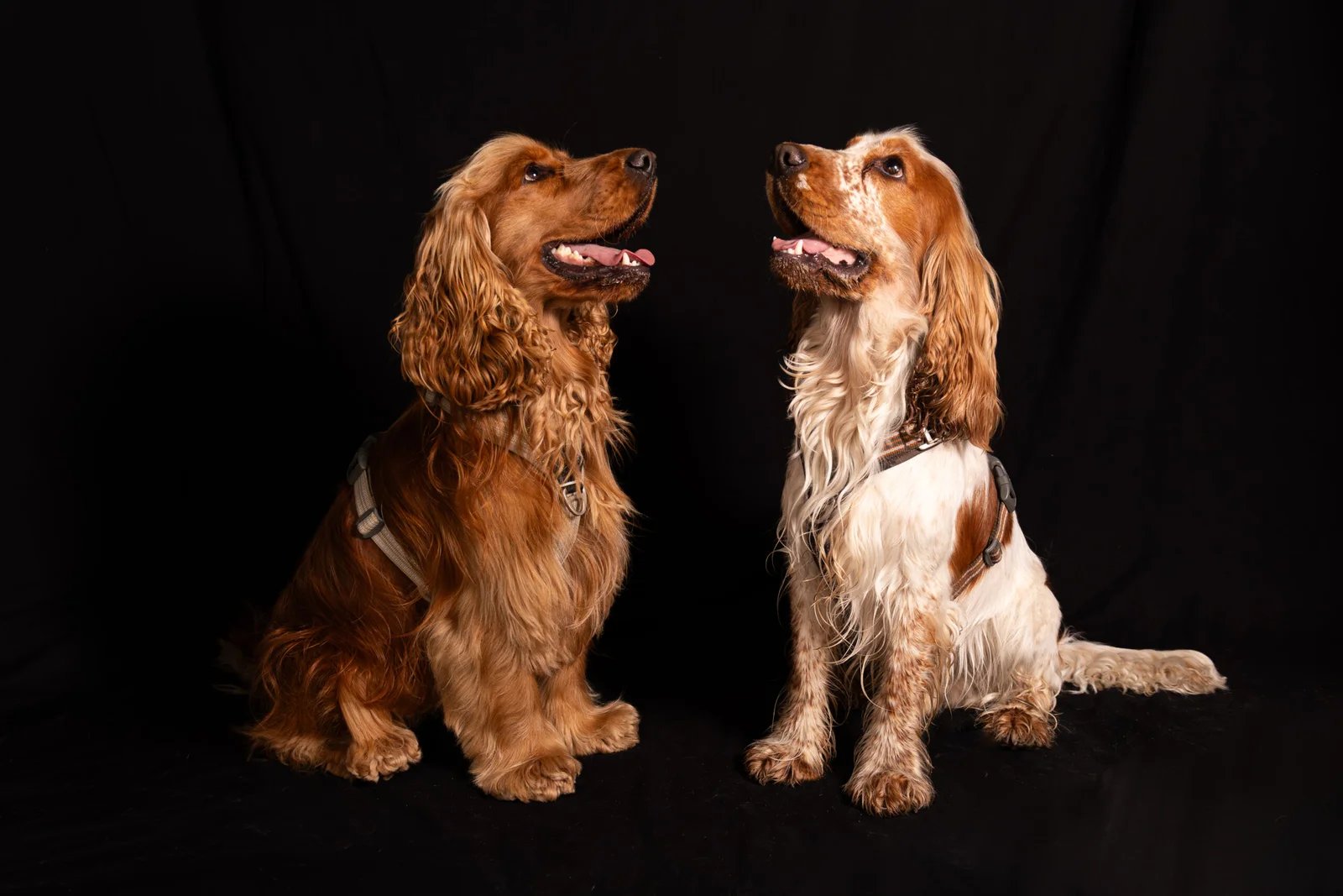 Deux chiens en pension Cani Paradis